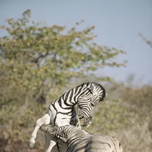 Two Burchell's zebra stallions on hind legs fighting - Stock Image