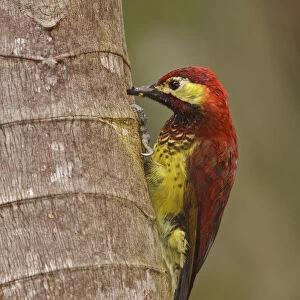 Crimson-mantled Woodpecker (Colaptes rivolii), Ecuador