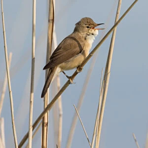 Eurasian Reed Warbler (Acrocephalus scirpaceus) singing on reed steng, Nuldernauw, Gelderland, The Netherlands