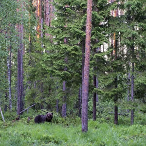 European brown bear (Ursus arctos arctos) in Scots pine (Pinus sylvestris) forest at twilight, Ida-Viru region, Estonia, Ida-Viru region, Estonia