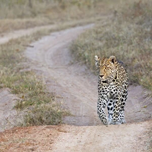 Female Leopard (Panthera pardus) walking on road early morning, South Africa, Mpumalanga