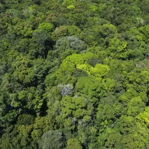Rainforest Canopy Print, Rupununi, Guyana Rainforest Canopy Print, Rupununi, Guyana
