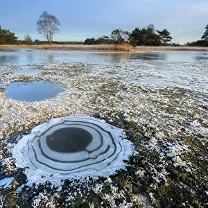 Frozen fen in a winter landscape, Buurserzand, Overijssel, The Netherlands