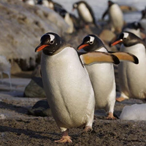 Gentoo Penguin (Pygoscelis papua) group walking, Antarctic Peninsula, Antarctica