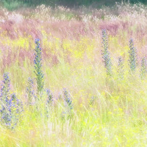 Grassland with flowering wildflowers, Amsterdamse Waterleidingduinen, The Netherlands
