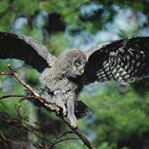 Great Gray Owl (Strix nebulosa) young bird balancing on tree branch, Idaho