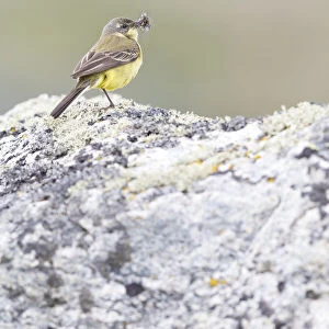 Grey-headed Wagtail (Motacilla flava thunbergi) female standing with beak full of insects, More og Romsdal, Norway
