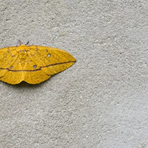 Imperial moth (Eacles imperialis) resting on wall, Brazil