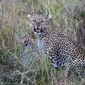 A leopard snarls while on a kill with its cubs, ( Panthera pardus ), Masai Mara, Kenya