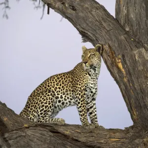 Leopard (Panthera pardus) in a tree, Botswana, Moremi, Khwai Reserve Leopard (Panthera pardus) in a tree, Botswana, Moremi, Khwai Reserve