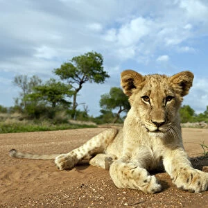 Lion (Panthera leo) cub lying on the ground, South Africa, Hoedspruit, Kruger Park
