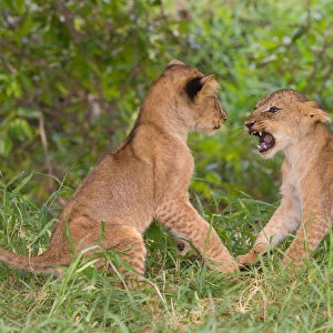 Two Lion (Panthera leo) cubs play-fighting, Tanzania, Morogoro, Selous Game Reserve