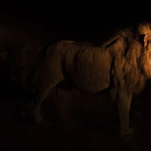 Lion (Panthera leo) walking at night, Sabi Sand Game reserve, Mpumalanga, South Africa