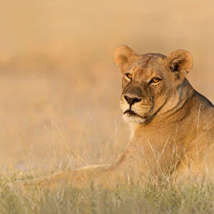 A Lioness (Panthera leo) lying on the edge of the savannah in golden light, Botswana