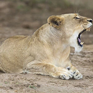Lioness (Panthera leo) yawning and laying on the edge of the marsh land and open plains