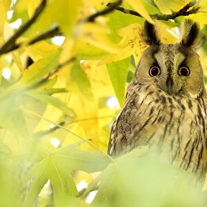 : Owls