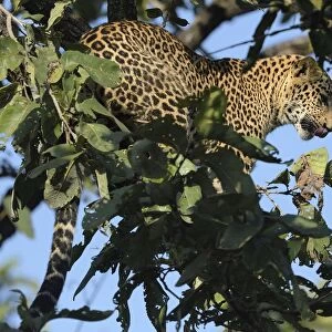 male Indian Leopard (Panthera pardus fusca)perching in an unidentified tree, Nagzira National Park
