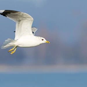 Mew Gull (Larus canus) flying, Thurgovia, Switzerland