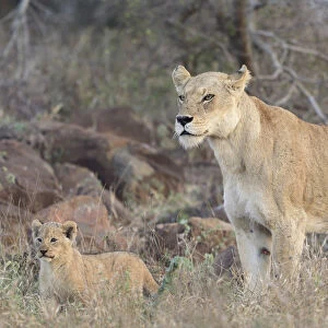 A mother Lioness (Panthera leo) and one of her cubs are walking along, Kruger NP