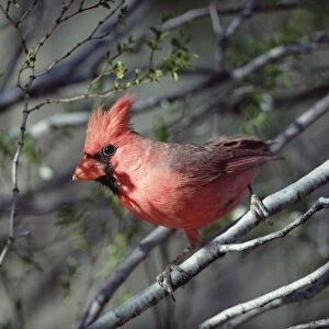 Northern Cardinal (Cardinalis cardinalis) close-up, alert and perching on twig, North
