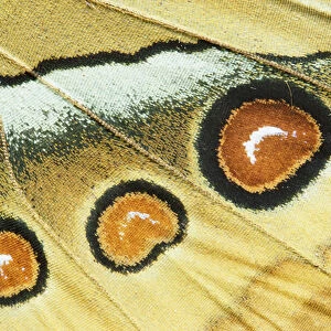 Northern Jungle Queen (Stichophthalma camadeva) female, India