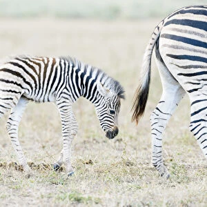 Plains zebra (Equus quagga) mother and child on savanna, Kruger National Park