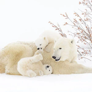 : Polar Bears