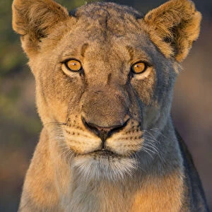 Portrait of a lion (Panthera leo) female, South Africa, Limpopo, Kruger National Park