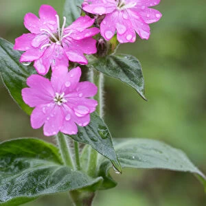 Red Campion (Silene dioica) covered with rain drops in close up, Duinen van Texel