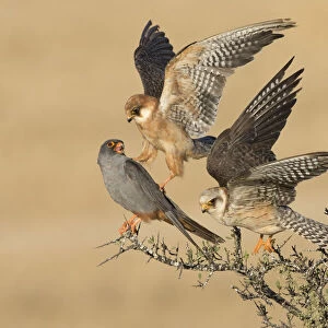 Two Red-footed Falcon (Falco vespertinus) adult females and one male on top of a bush, Tal Shachar, Israel - Winner of the Birds category in the Wildlife Photographer of the Year 2015 contest under the title The Company of Three