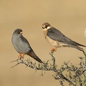 Red-footed Falcon (Falco vespertinus) male, female and juvenile perched on top of a bush, Tal Shachar, Israel