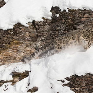 Snow Leopard (Panthera uncia) adult running on rock face, Montana, USA