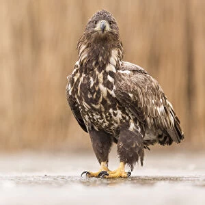 Sub-adult White-tailed Eagle (Haliaeetus albicilla) on a frozen lake, Kiskunsagi National Park, Bacs-Kiskun, Hungary