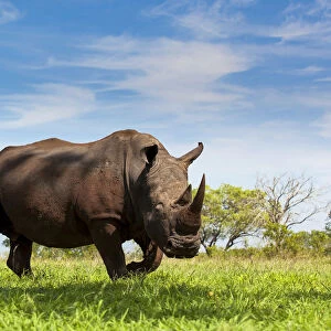 White Rhino (Ceratotherium simum) ready to charge in green grass, South Africa