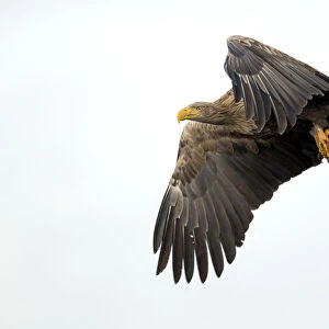 White-tailed Eagle (Haliaeetus Albicilla) on its way with just caught fish in its claws
