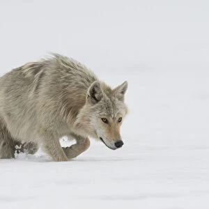 Wolf (Canis lupus) walking through deep snow looking for prey, Finland