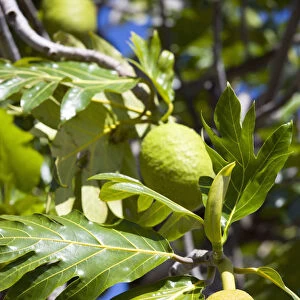 breadfruit, artocarpus altilis