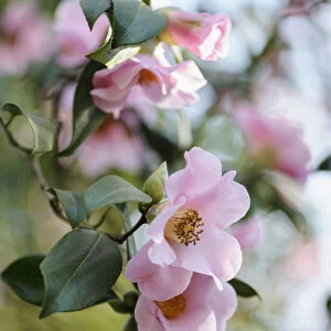 Camellia x williamsii Philippa Forwood