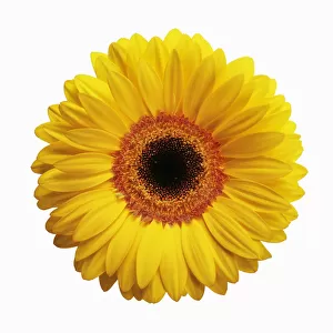 Gerbera daisy, Gerbera jamesonii, Yellow flower with a black centre