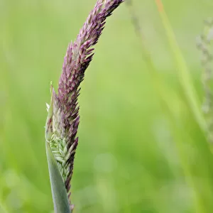 grass, yorkshire fog grass, holcus lanatus