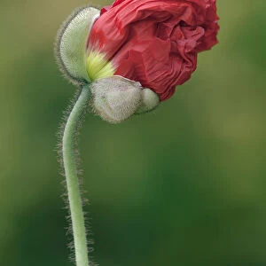 Iceland poppy, Papaver nudicaule Champagne Bubbles, Close side view of the crinkled red