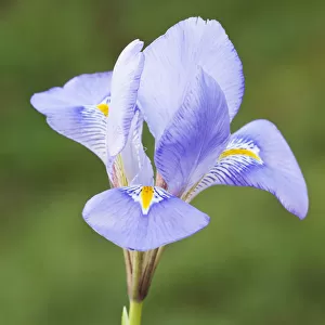 iris, iris unguicularis