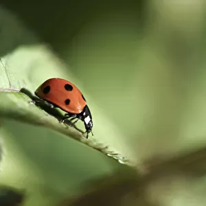 Ladybird on Leaf