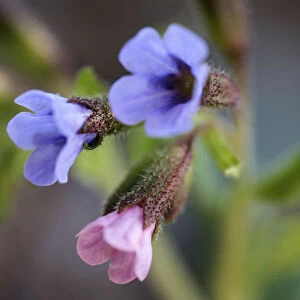 Lungwort, Pulmonaria officinalis. Close view of cluster of small