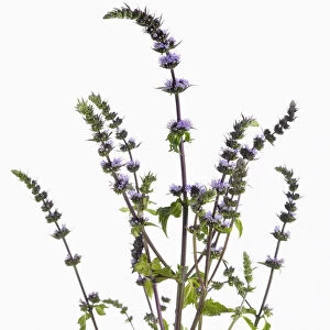 mentha spicata purple sensation, mint, spearmint