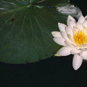 nymphaea alba, water lily