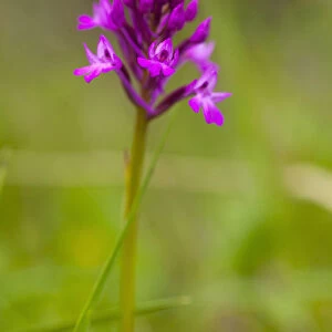 Orchid, Pyramidal Orchid, Anacamptis pyramidalis, Purple coloured flower growing outdoor