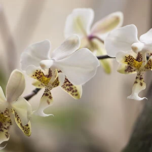 phalaenopsis stuartiana, orchid, moth orchid, white subject