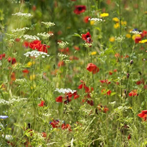 Poppy, Papaver rhoeas in a wild flower meadow