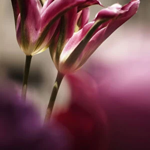 tulip virichic, tulip, pink subject